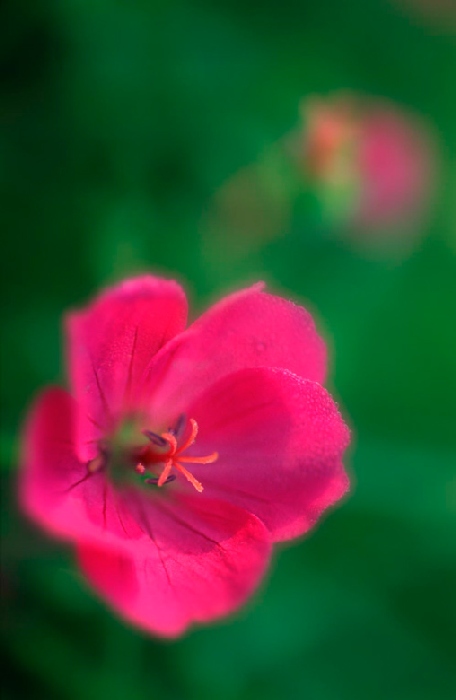 blossom von Wolfgang Simlinger