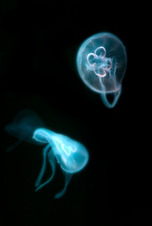 jellies von Wolfgang Simlinger