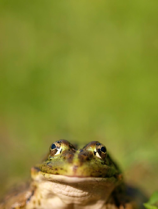 pelophylax von Wolfgang Simlinger