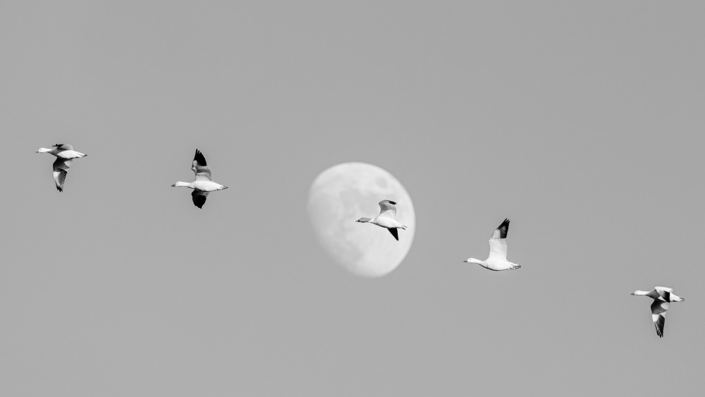 Snow Geese and the Moon von Wyn Lewis-Bevan