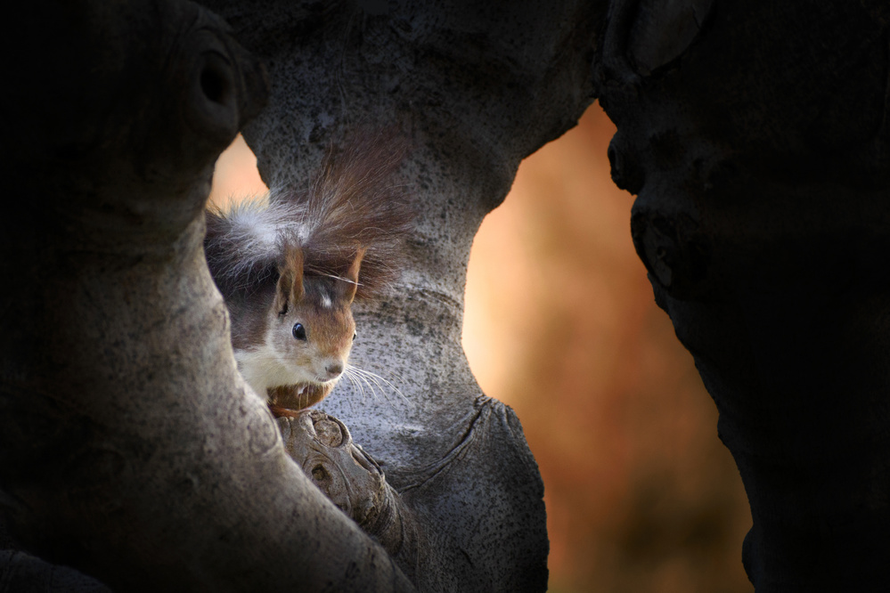 Squirrel von Xavier Garci