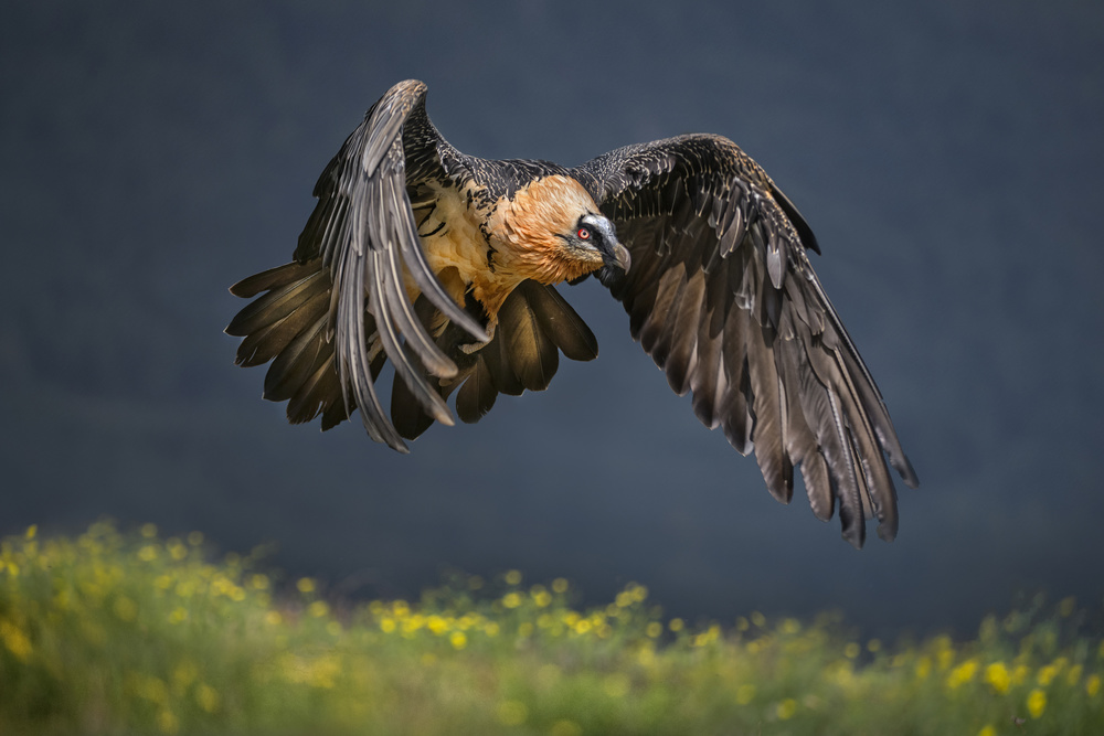 Bearded vulture von Xavier Ortega