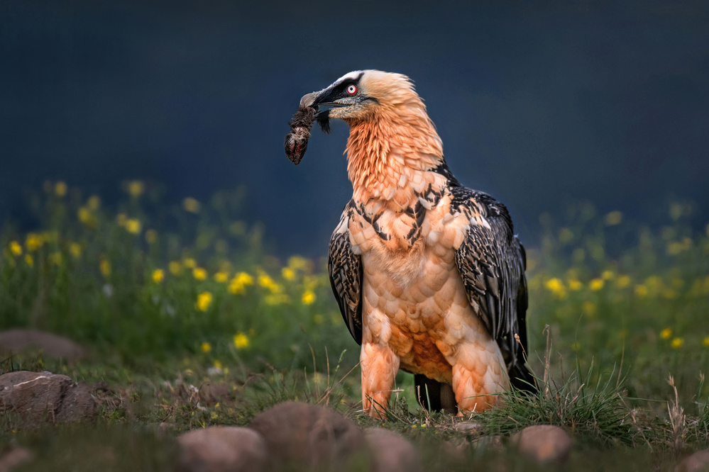 Bearded vulture close up von Xavier Ortega