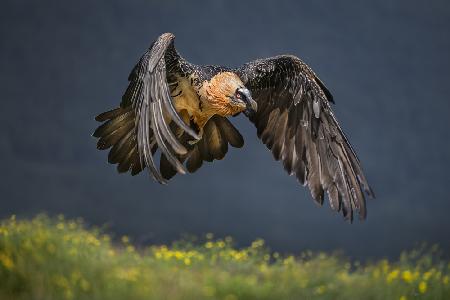 Bearded vulture