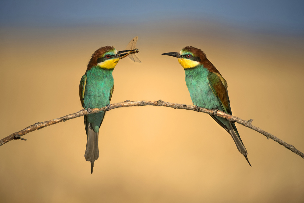 Bee-eater von Xavier Ortega