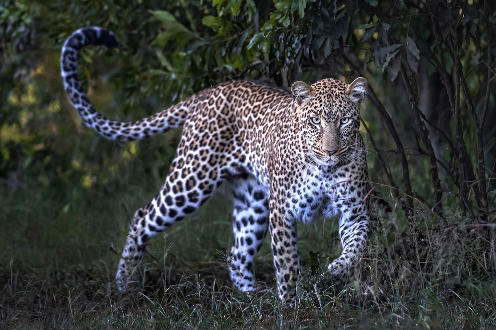 Eye contact von Xavier Ortega