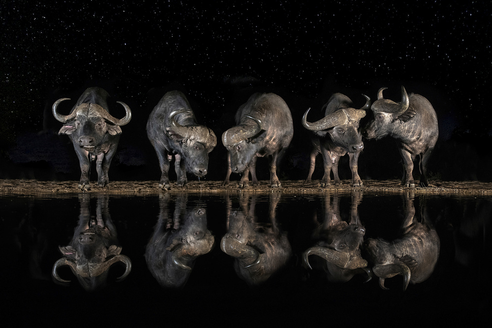 Buffaloes in the waterhole at night von Xavier Ortega