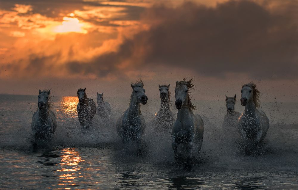 Camargue in Flammen von Xavier Ortega