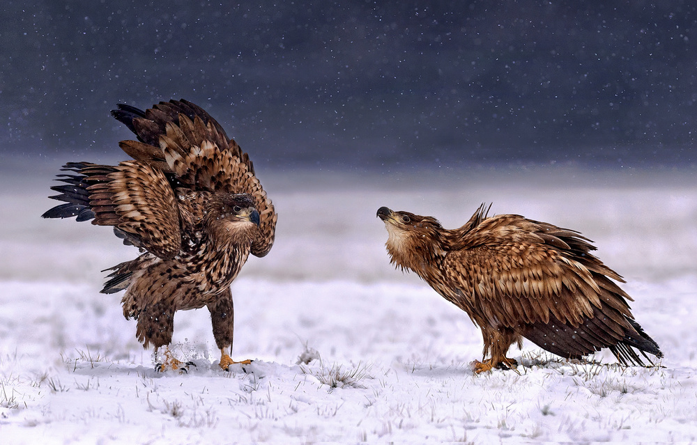 Enjoying the snow von Xavier Ortega