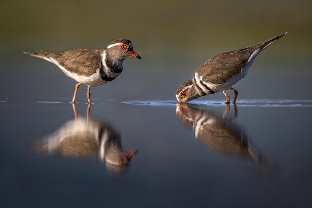 Three-blanded plover von Xavier Ortega