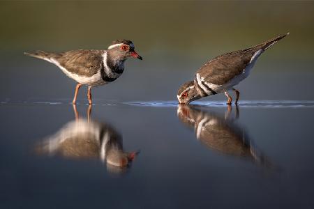 Three-blanded plover