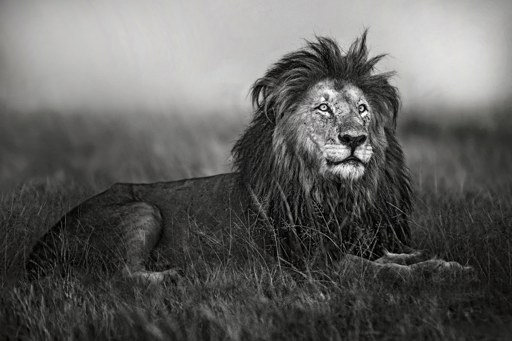 A legend of Masai Mara von Xavier Ortega