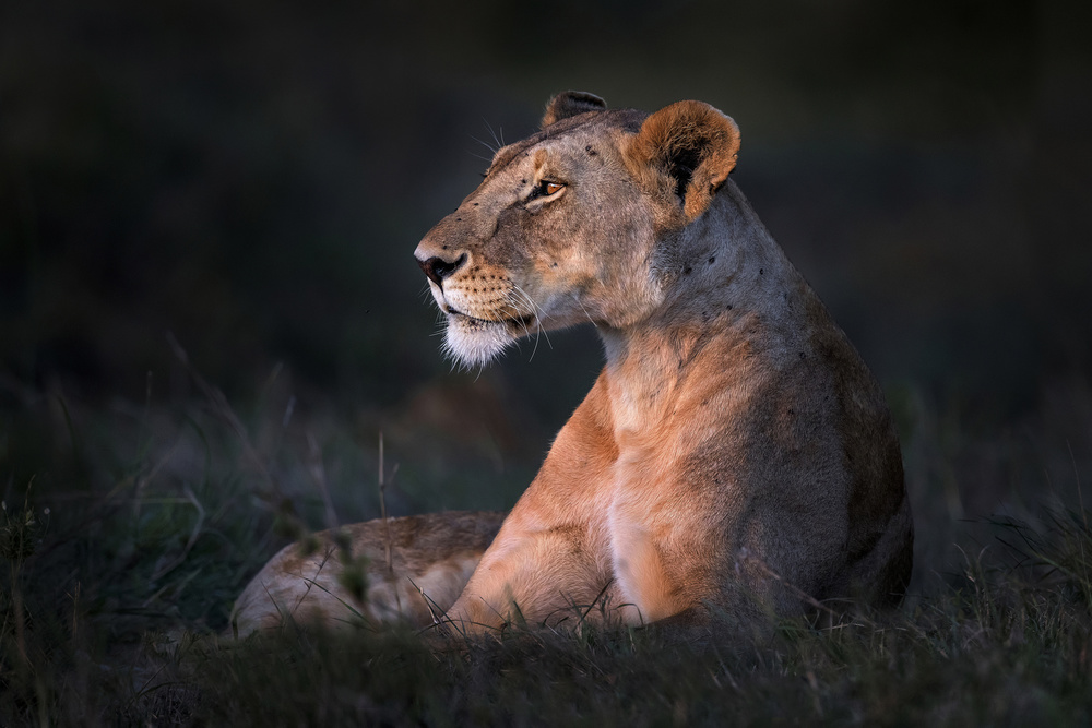 Lone lioness von Xavier Ortega