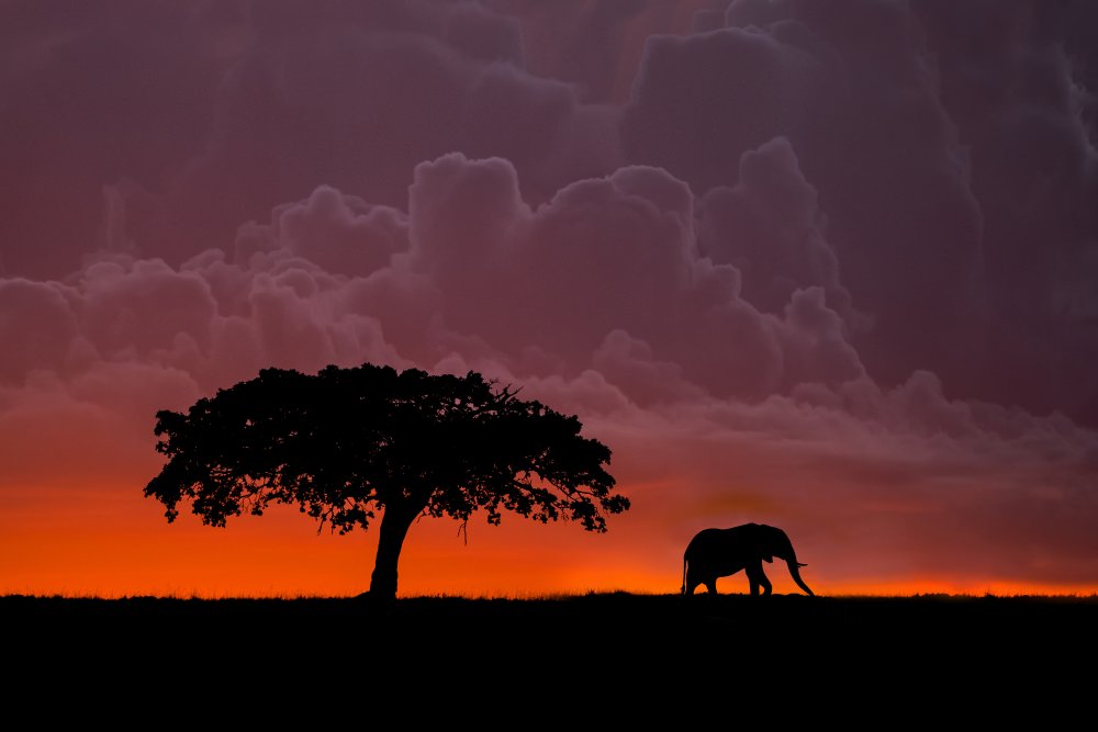 Elephant at sunset von Xavier Ortega