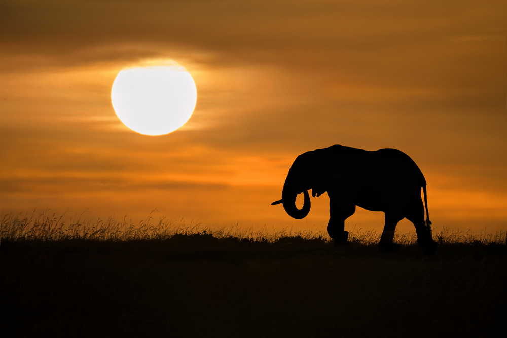 Elephant at dawn von Xavier Ortega