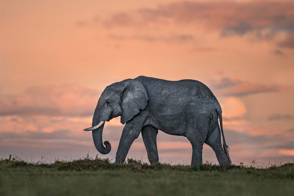 Elephant at dusk von Xavier Ortega