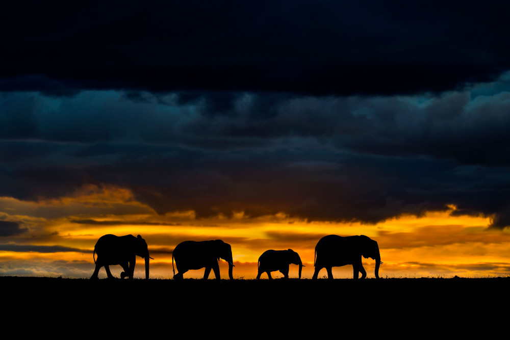 Elephants at dusk von Xavier Ortega