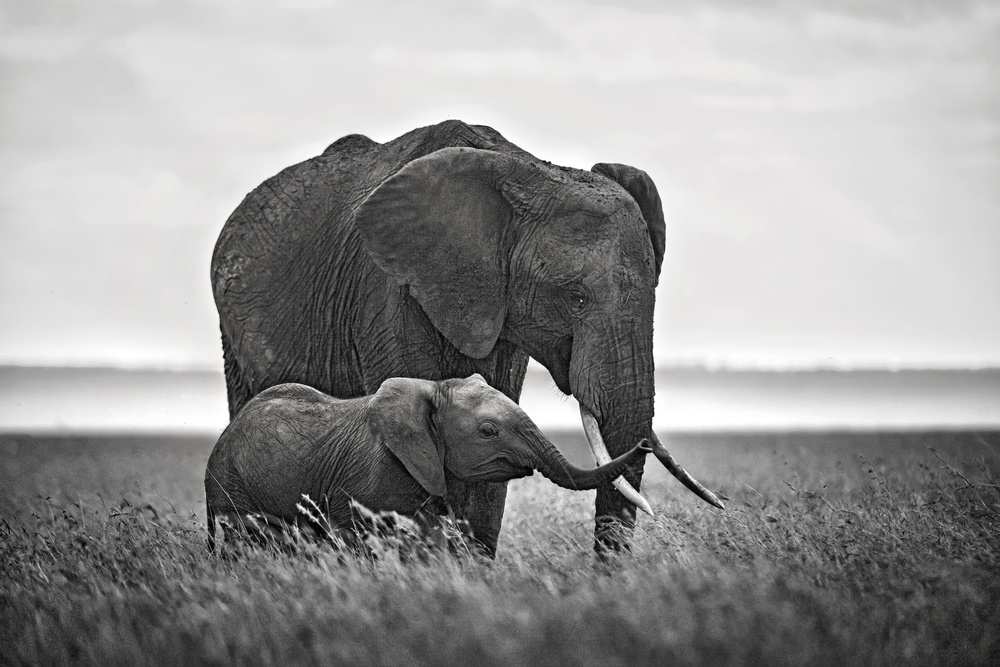 Mother elephant with her calf von Xavier Ortega