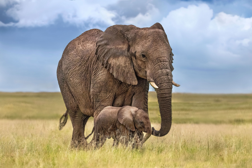 Mom elephant with her calf von Xavier Ortega