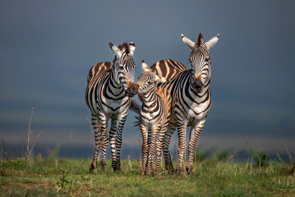 Family portrait von Xavier Ortega