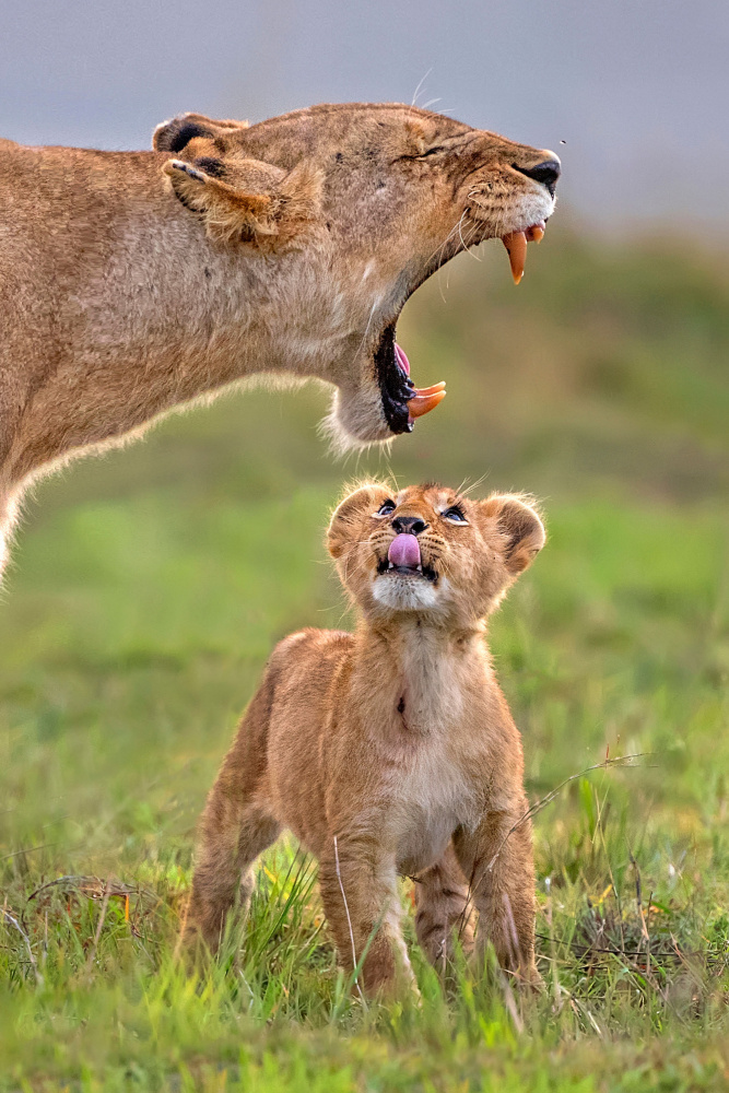 Fascinated for his mother von Xavier Ortega