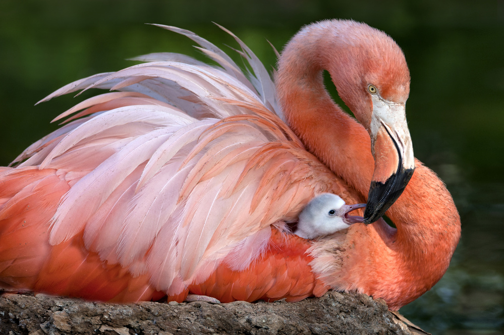 Flamingo mom with her chick von Xavier Ortega