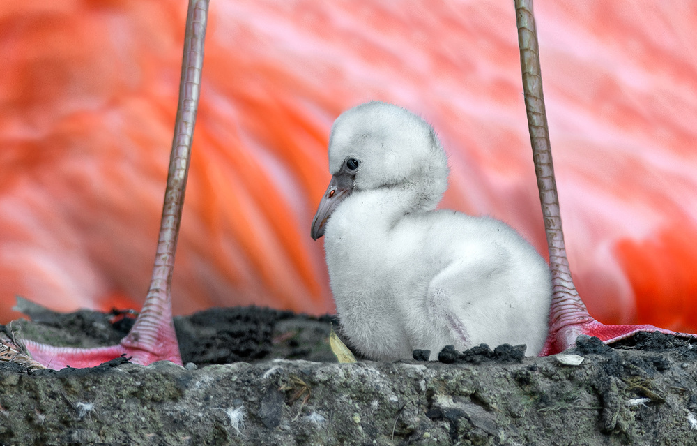 Flamingo chick von Xavier Ortega