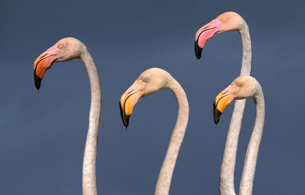 Flamingos Close Up von Xavier Ortega