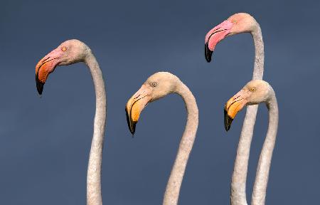 Flamingos Close Up