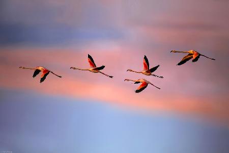 Flamingos at sunset