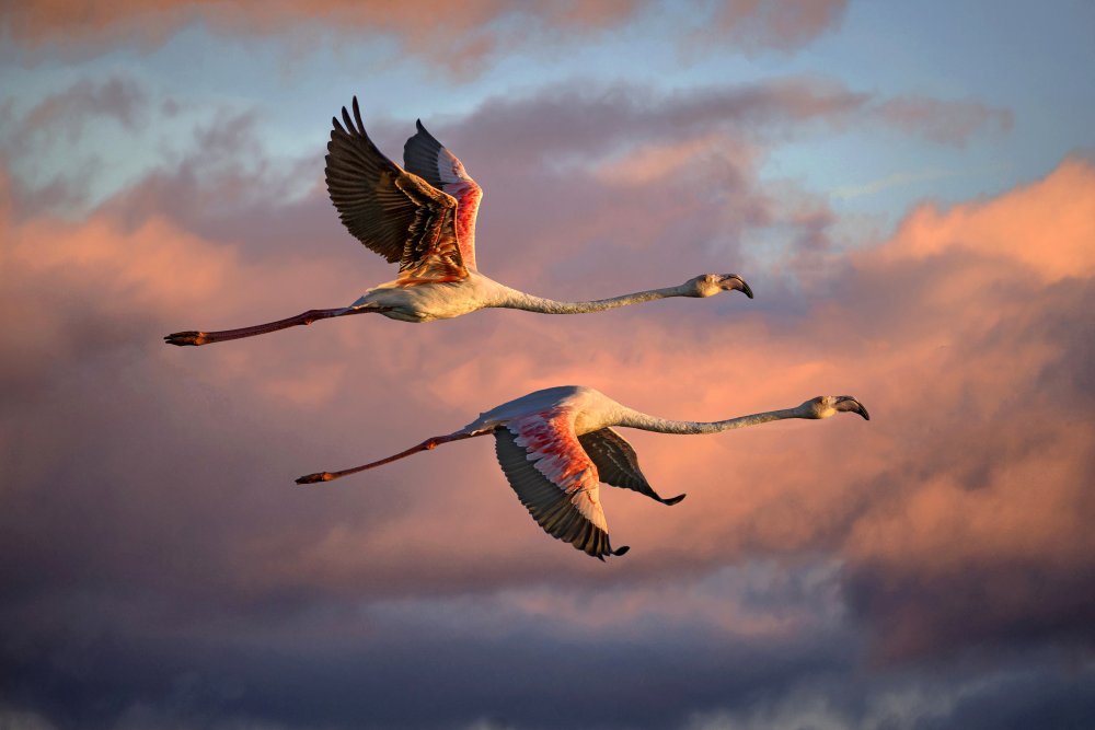 Flamingos at sunset von Xavier Ortega