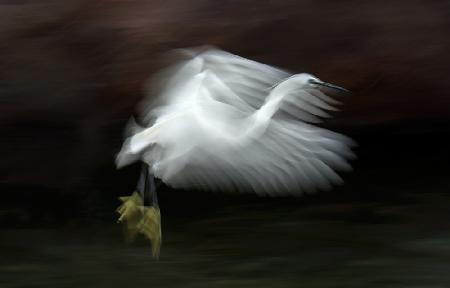 Flying at dusk