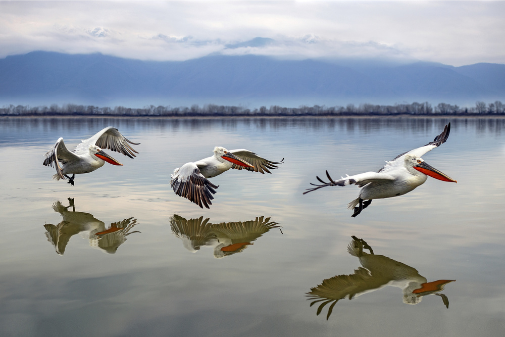 Flying Dalmatian pelicans von Xavier Ortega