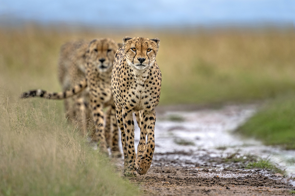 Five cheetahs coalition von Xavier Ortega