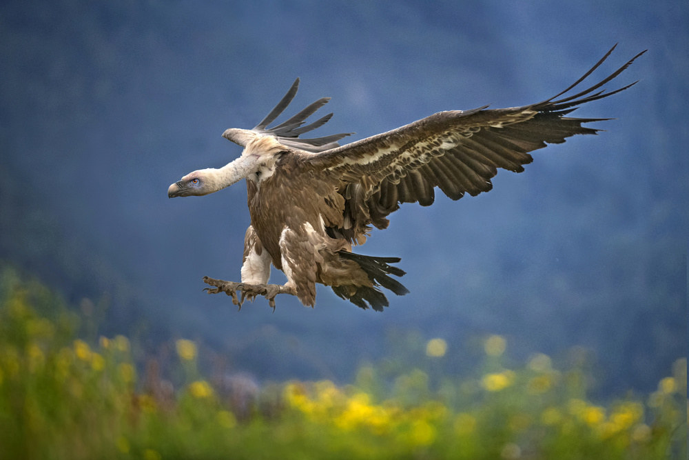 Vulture landing von Xavier Ortega