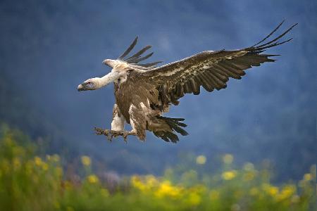 Vulture landing