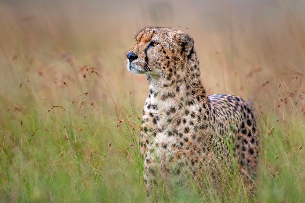 Cheetah Close Up von Xavier Ortega