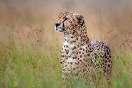 Cheetah Close Up