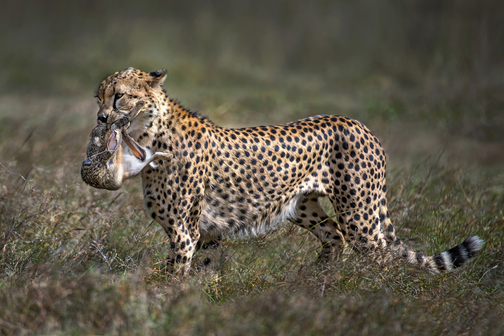 Cheetah with prey von Xavier Ortega