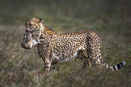 Cheetah with prey