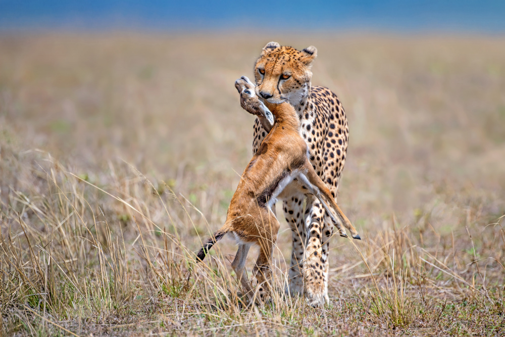 Cheetah with prey von Xavier Ortega