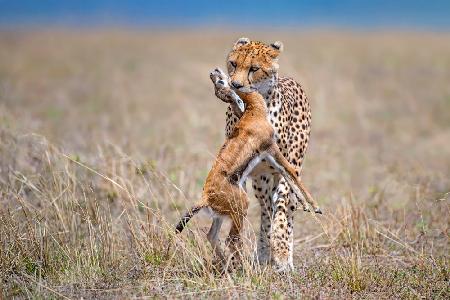 Cheetah with prey