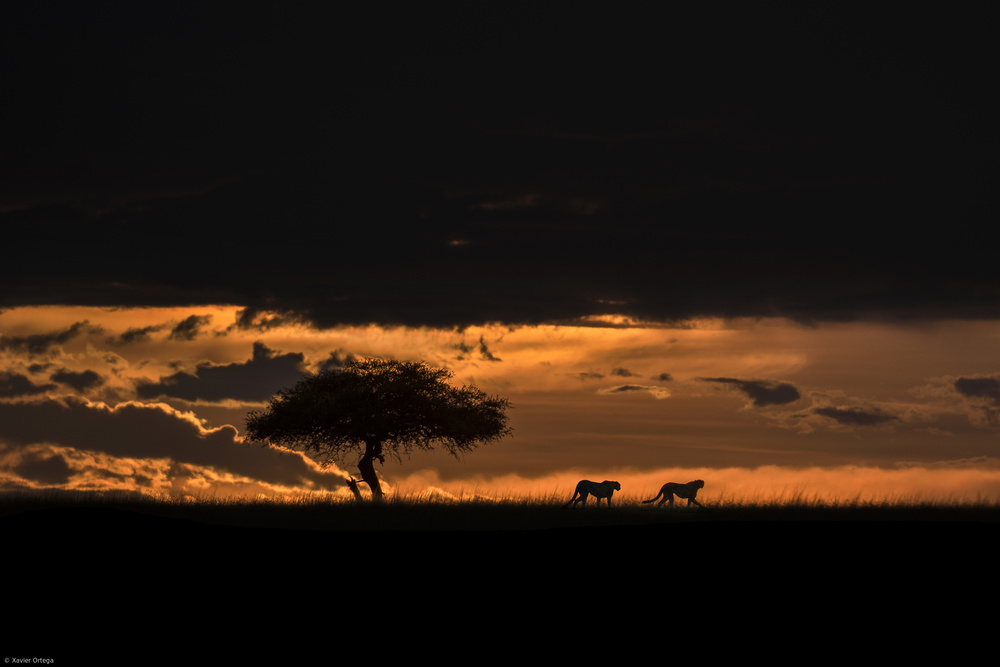 Cheetahs at dawn von Xavier Ortega