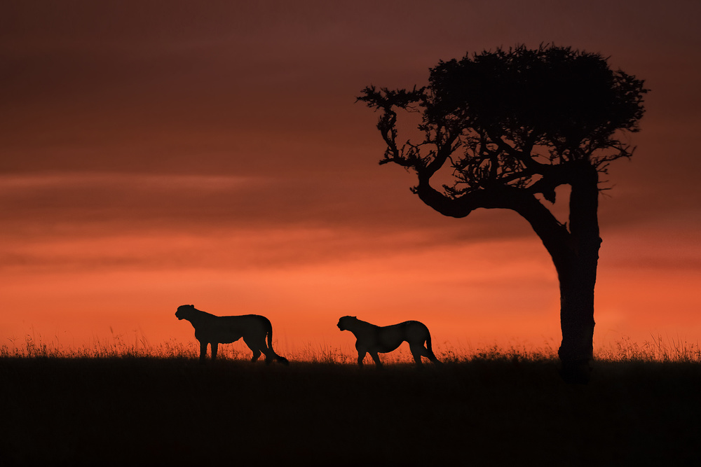 Cheetahs at dusk von Xavier Ortega