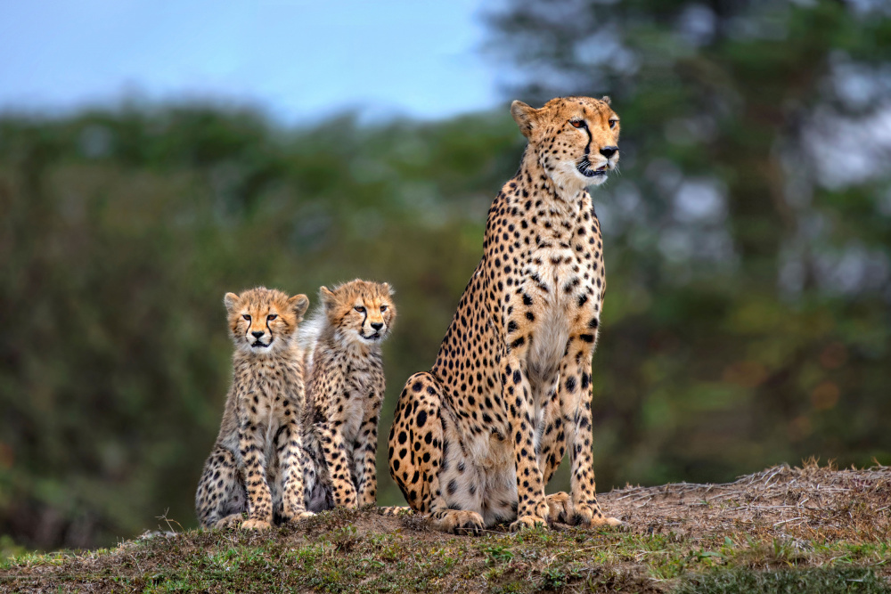 Cheetah family von Xavier Ortega