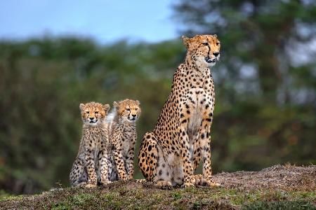 Cheetah family