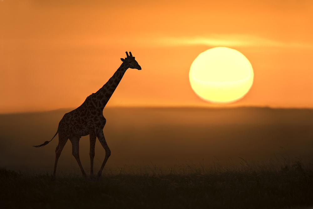 Giraffe at sunrise von Xavier Ortega