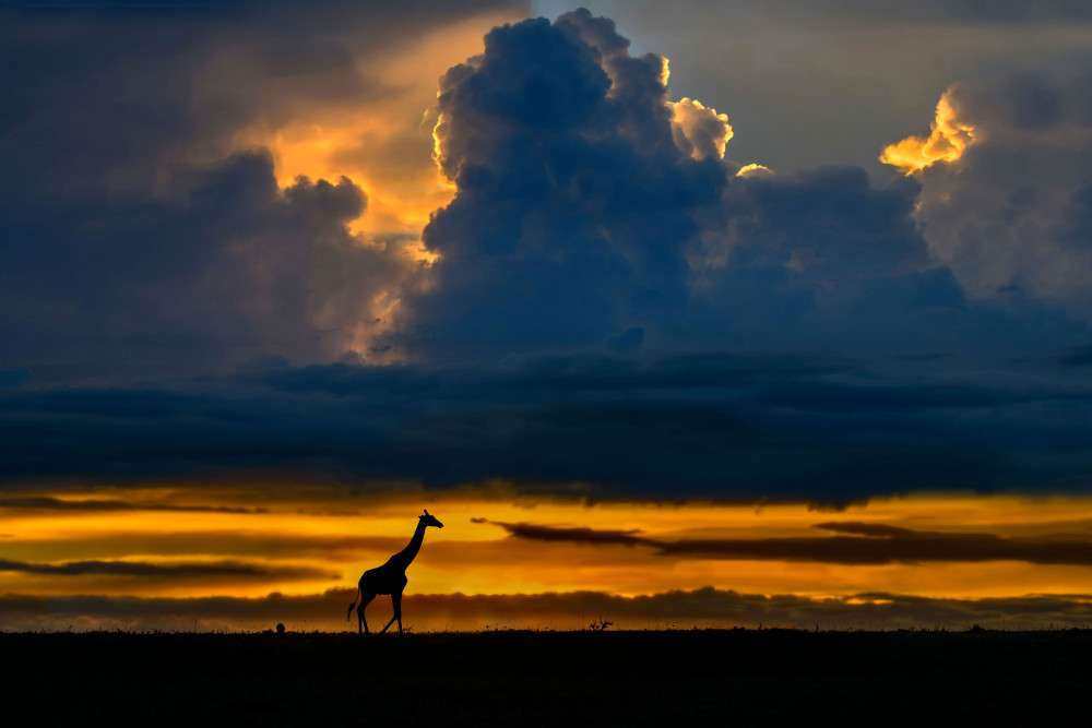 Giraffe at sunset von Xavier Ortega