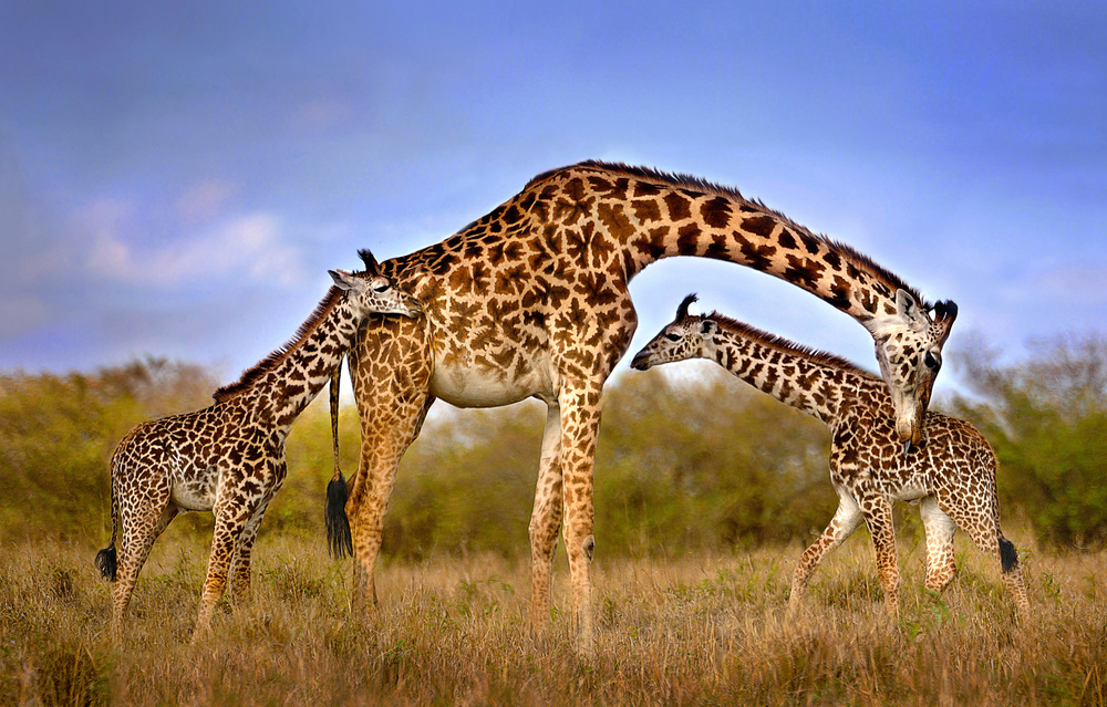 Giraffe with cubs von Xavier Ortega