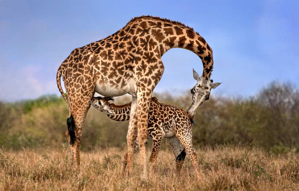 Giraffe with cup von Xavier Ortega